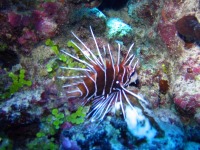 Diving in Guadeloupe, French West Indies
