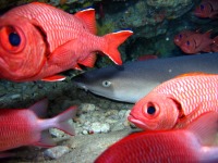 Diving in Guadeloupe, French West Indies